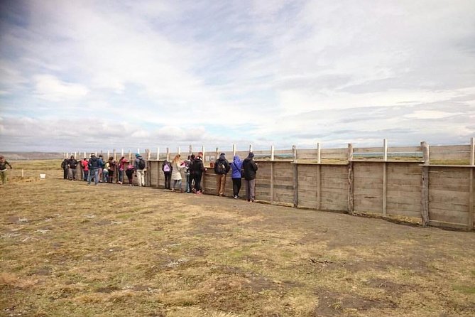 King Penguin Nature Reserve - Tierra del Fuego Island - Estancia San Gregorio and the Story of Southern Patagonia