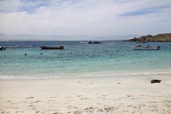 La Serena: Full day to Isla Damas & Humbolt Pinguino National Reserve - Key points before you book