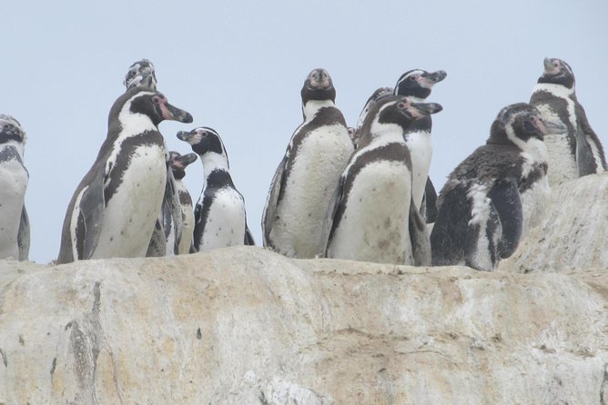 La Serena: Full day to Isla Damas & Humbolt Pinguino National Reserve - Boat time around Gull, Choros, and Damas islands