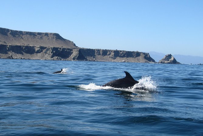 La Serena: Full day to Isla Damas & Humbolt Pinguino National Reserve - Seafood lunch after the boat ride