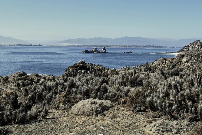 La Serena: Full day to Isla Damas & Humbolt Pinguino National Reserve - Guides, group size, and the pickup problem