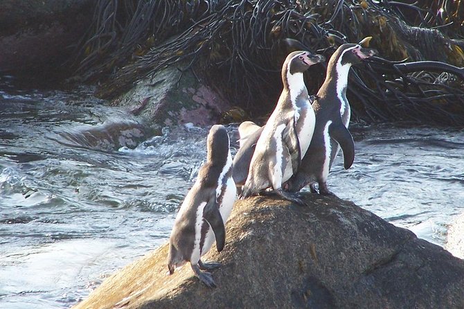 La Serena: Full day to Isla Damas & Humbolt Pinguino National Reserve - The 122-kilometer road to Punta Choros