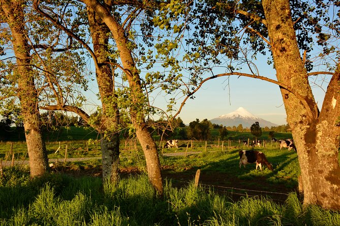 Llanquihue Lake Tour - Puerto Octay: Old Streets and a Sensible Lunch Stop