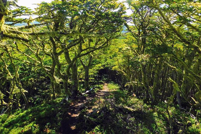 Magallanes National Reserve Hiking from Punta Arenas - Key points at a glance