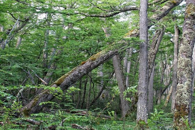 Magallanes National Reserve Hiking from Punta Arenas - Mount Fenton brings the physical challenge