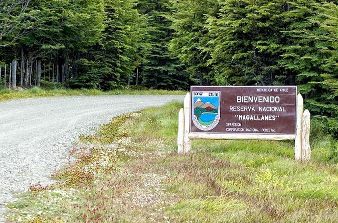 Magallanes National Reserve Hiking from Punta Arenas - What the forest adds to the experience