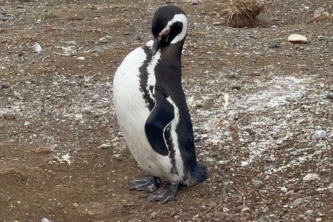 Magdalena Island Navigation - Walking among thousands of penguins