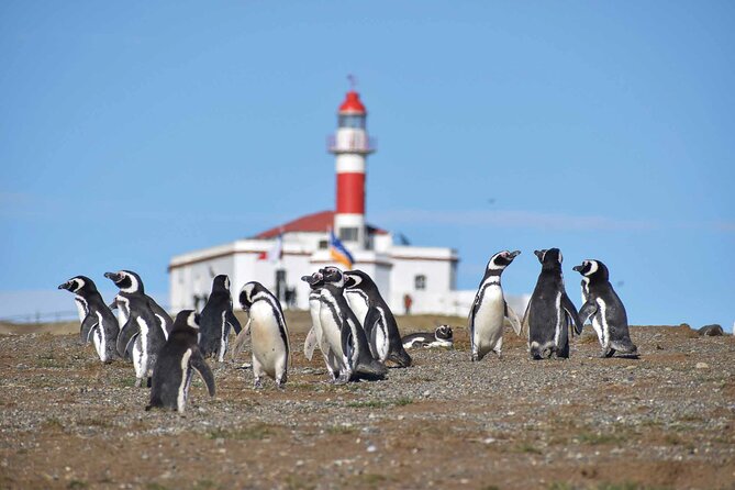 Magdalena Island Penguin Boat Tour and Marta Island - Why This Punta Arenas Penguin Trip Works
