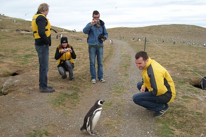 Magdalena Island Penguin Boat Tour and Marta Island - One Hour Walking With the Penguins on Magdalena Island