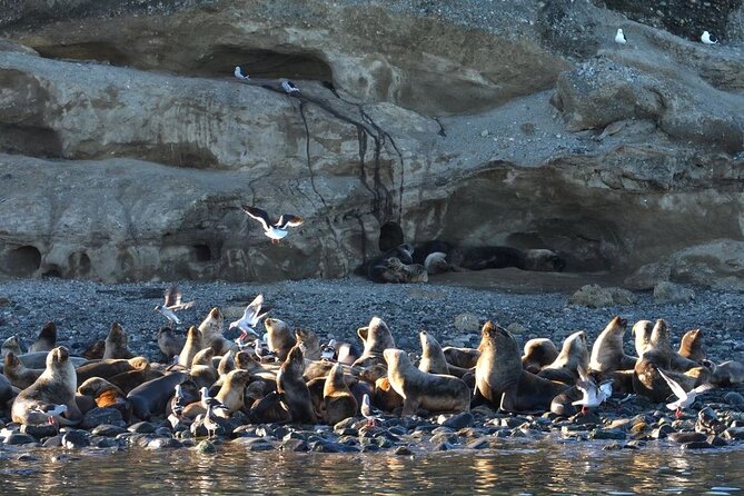 Magdalena Island Penguin Boat Tour and Marta Island - The Return to Punta Arenas Around Noon