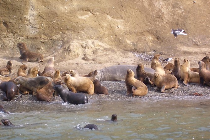 Magdalena Island Penguin Tour by Boat from Punta Arenas - Key points to know before booking