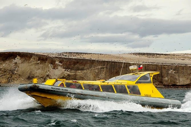 Magdalena Island Penguin Tour by Boat from Punta Arenas - Why Magdalena Island is worth the early alarm