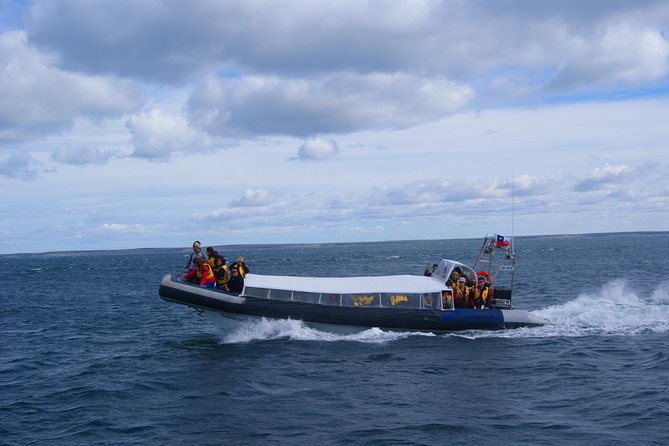 Magdalena Island Penguin Tour by Boat from Punta Arenas - Is $160 a fair price for this penguin trip?