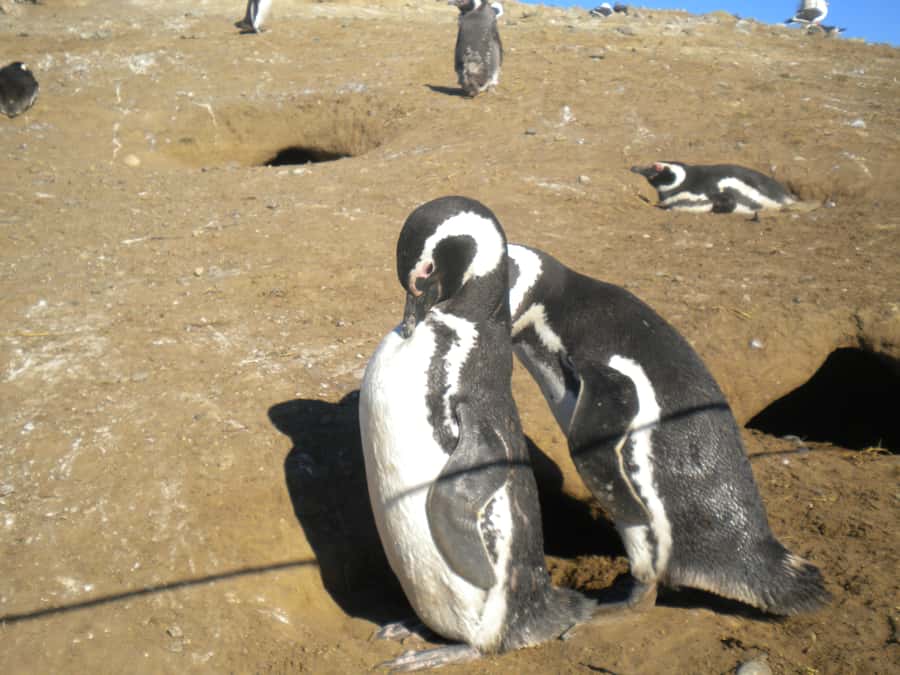 Magdalena Island Penguin Tour by Boat from Punta Arenas - Walking among the Magellanic penguins