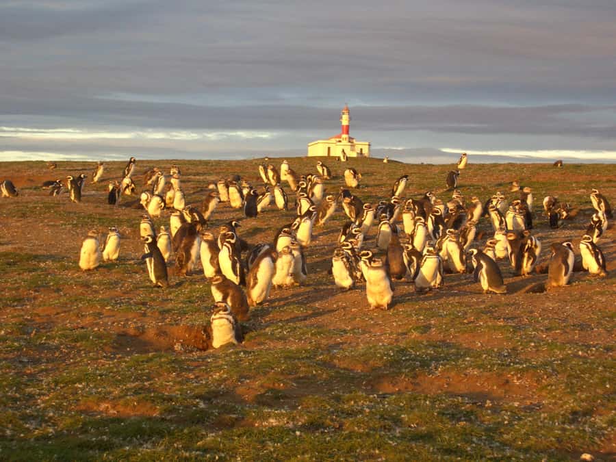 Magdalena Island Penguin Tour by Boat from Punta Arenas - Who will enjoy this penguin tour most?
