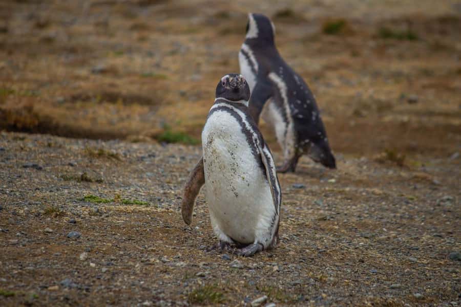 Magdalena Island: Walk with the penguins - Key things to know before booking