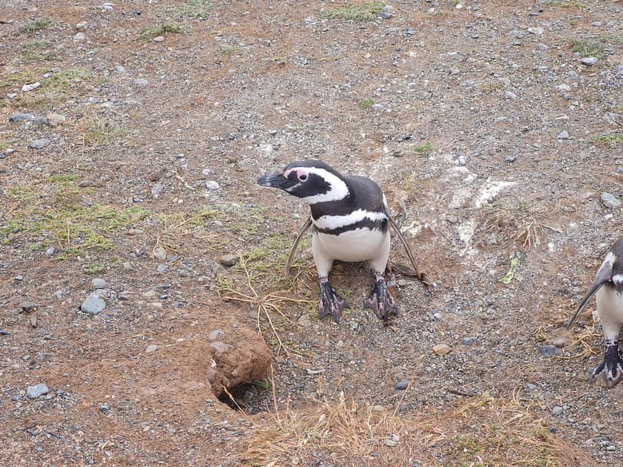 Magdalena Island: Walk with the penguins - Why Magdalena Island is special