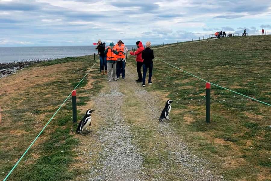 Magdalena Island: Walk with the penguins - The 90-minute catamaran ride through the strait