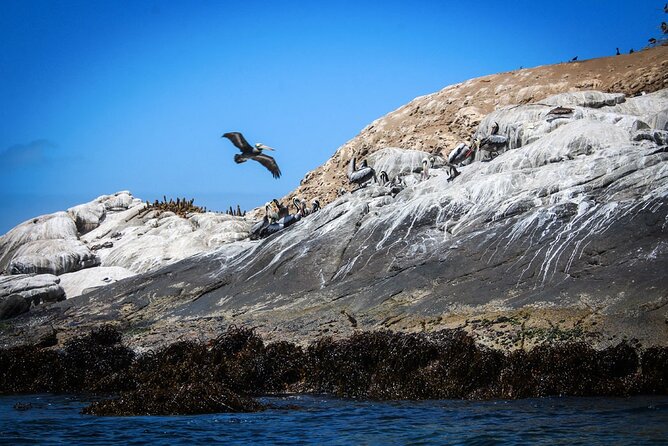 Marine life & flavors of the Pacific Full Day Private Tour - Why this Pacific coast day works from Santiago