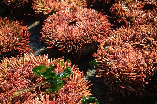 Marine life & flavors of the Pacific Full Day Private Tour - A possible Penguin Island addition