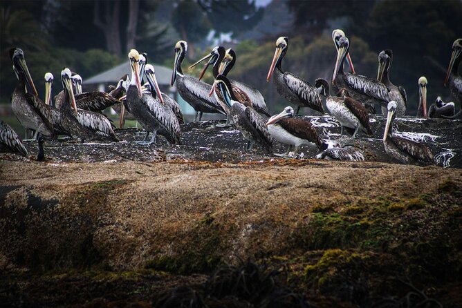 Marine life & flavors of the Pacific Full Day Private Tour - The private vehicle and guide make a difference