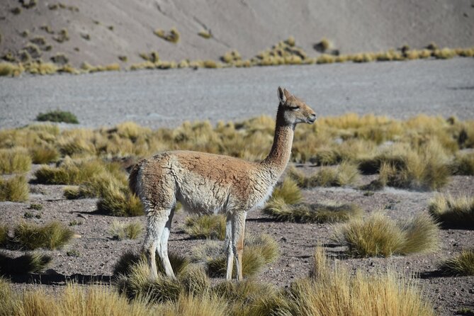 Multi-Day Tour in San Pedro de Atacama with Pickup - Day 1: Valley of the Moon at sunset