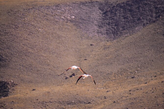 Multi-Day Tour in San Pedro de Atacama with Pickup - Is $520 good value?