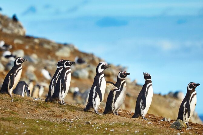 Navigation to South Fjords & Magdalena Island - One hour among the Magdalena Island penguins