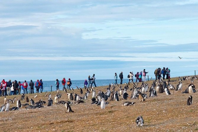 Navigation to South Fjords & Magdalena Island - The cruise ship warning matters