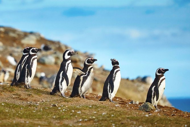 Navigation to South Fjords & Magdalena Island - What to pack and how to prepare