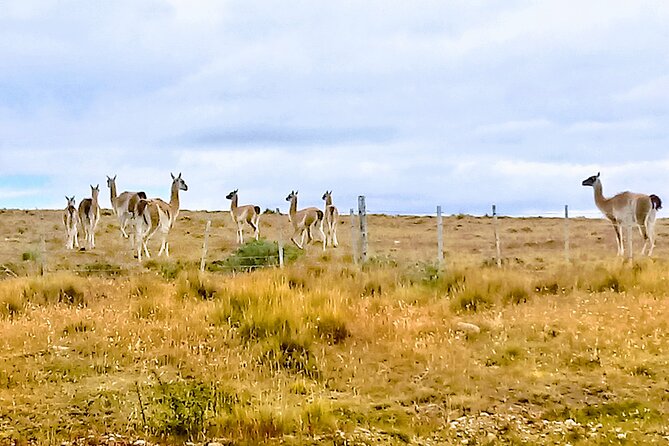 Pali Aike Full-Day Adventure from Punta Arenas - Two 19th-century ships on the shore