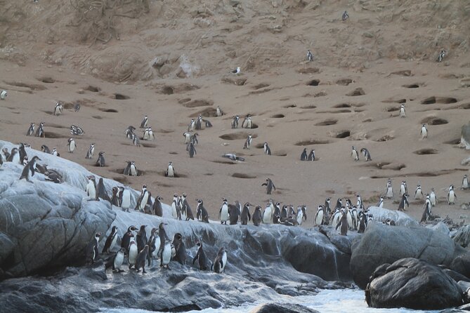 Penguin Island Boat Tour from Zapallar - Small Group Experience - Key points to know before you go