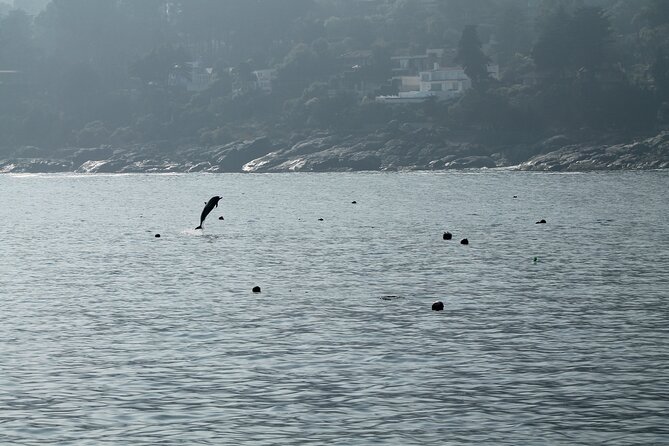 Penguin Island Boat Tour from Zapallar - Small Group Experience - Why this short Zapallar trip is worth considering