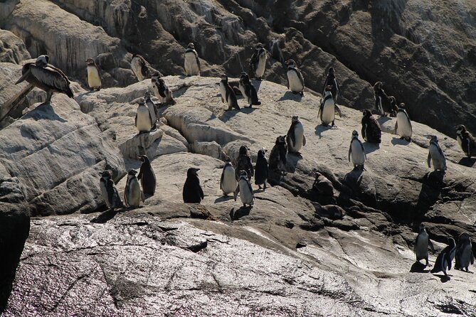 Penguin Island Boat Tour from Zapallar - Small Group Experience - Isla Cachagua and its Humboldt penguin colony