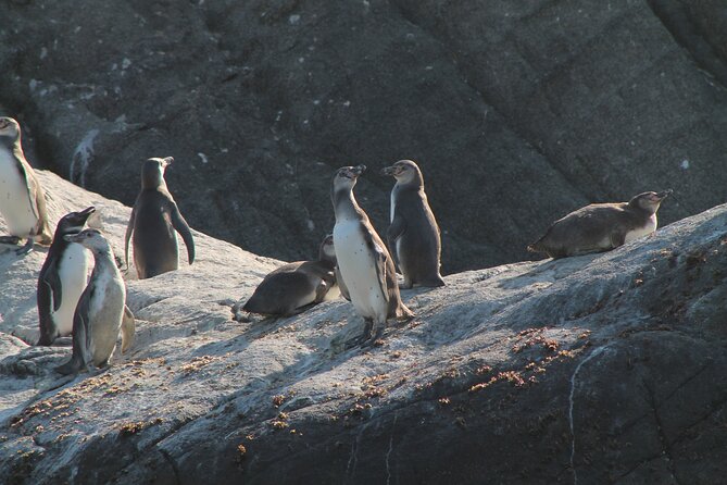 Penguin Island Boat Tour from Zapallar - Small Group Experience - Manuel and Carlitos make the difference