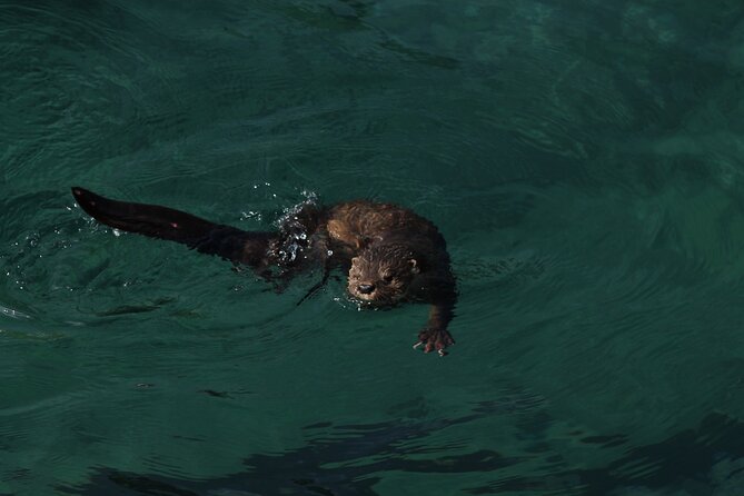Penguin Island Boat Tour from Zapallar - Small Group Experience - Who will get the most from this one-hour tour?