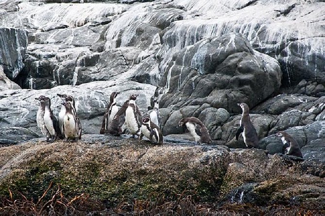 Penguin Watching Navigation Cachagua Lunch From STGO Private Tour - Cachagua Island and the Humboldt penguins