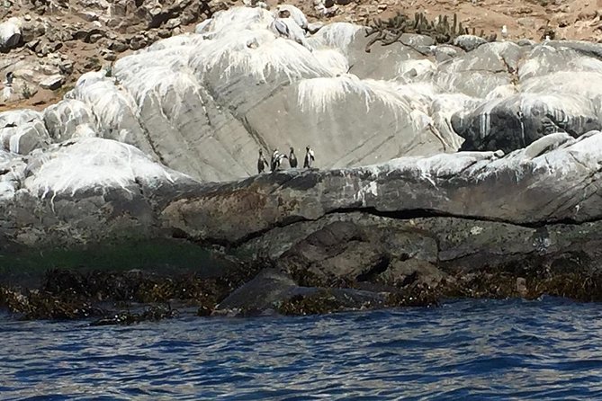 Penguin Watching Navigation Cachagua Lunch From STGO Private Tour - Playa Renaca and the Viña del Mar coast