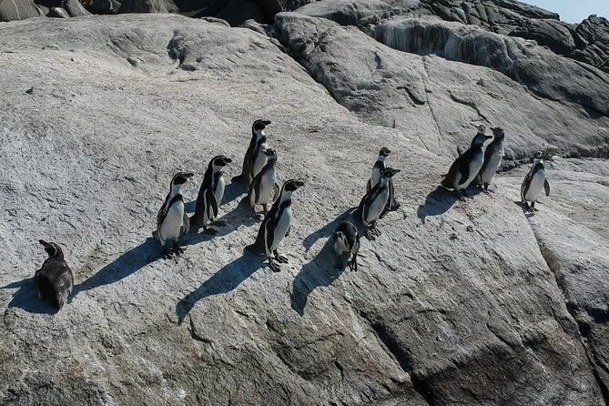 Penguin Watching Navigation Cachagua Lunch From STGO Private Tour - Plaza Sotomayor and the painted hills of Valparaiso