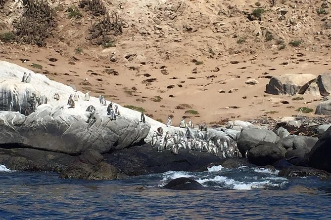 Penguins Watching Navigation Cachagua Island&Lunch From VALPARAIS - Isla Cachagua: the main penguin stop