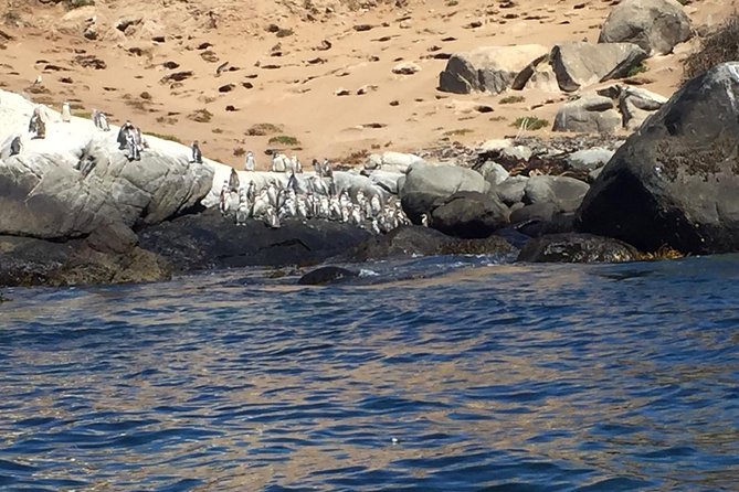 Penguins Watching-Navigation & HorseRide & Barbecue From Santiago - Key points to know before booking