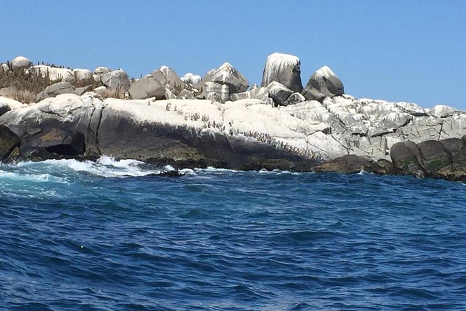 Penguins Watching-Navigation & HorseRide & Barbecue From Santiago - The weather question you should take seriously