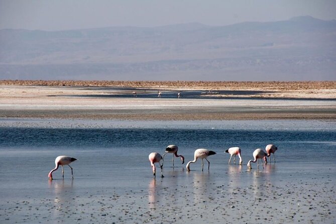 Piedras Rojas Salt Flats and Altiplanic Lagoons - The Salar de Atacama, salt formations, and open horizons
