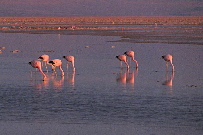 Piedras Rojas Salt Flats and Altiplanic Lagoons - Guiding quality and the small-group format