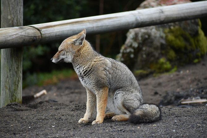 Premium Full Day Shared Tour Osorno Volcano and Petrohue Falls - Should you book the Petrohue and Osorno tour?