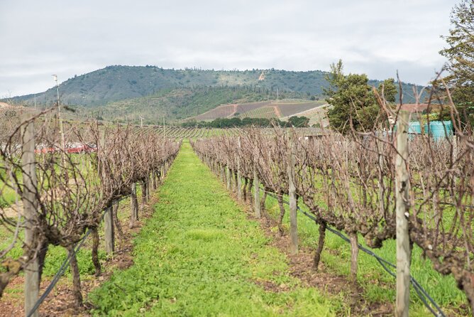Premium Wine Tasting and Private Transport to Casas del Bosque - A Local Wine Market, Lapis Lazuli, and Llamas