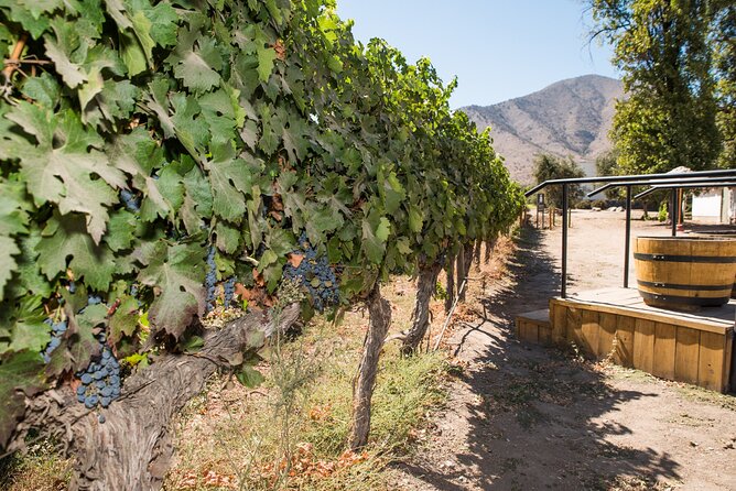 Premium Wine Tasting and Tour at Santa Rita + Private Transport - Is $146.28 a fair price?