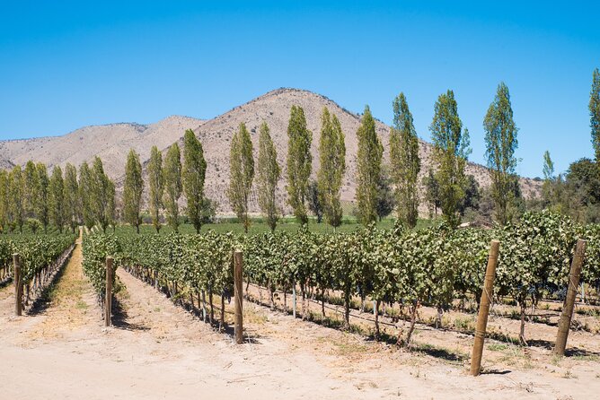 Premium Wine Tasting and Tour at Santa Rita + Private Transport - Who will enjoy this Santa Rita visit most?