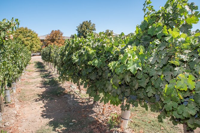 Premium Wine Tasting and Tour at Santa Rita + Private Transport - Timing, weather, and practical limits