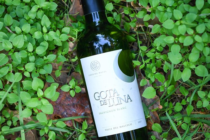 "Premium Wine Tour" Viña Cousiño Macul Official english - The guides make the short format work